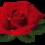Rose021