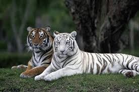Ich liebe Tiger