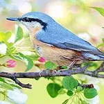 Finde so schnell wie möglich alle versteckten Stellen auf den Vogelfotos